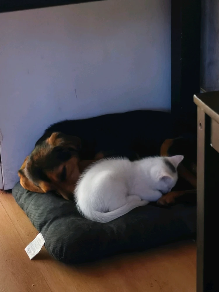 GIF uploaded by Kamil Elektryk