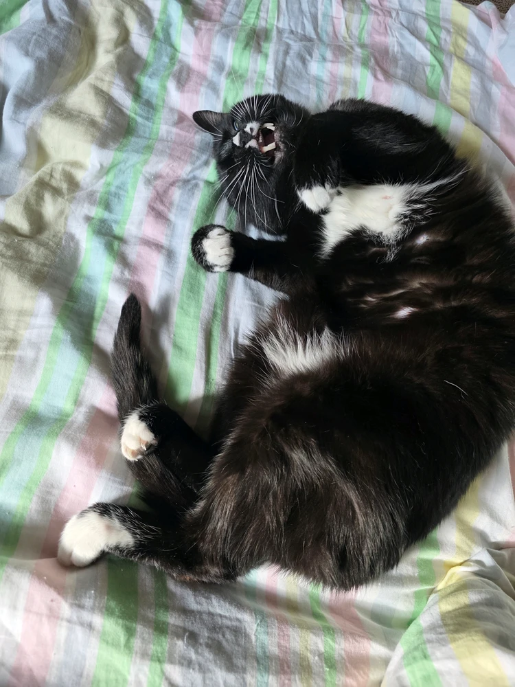 GIF hochgeladen von Kaanone