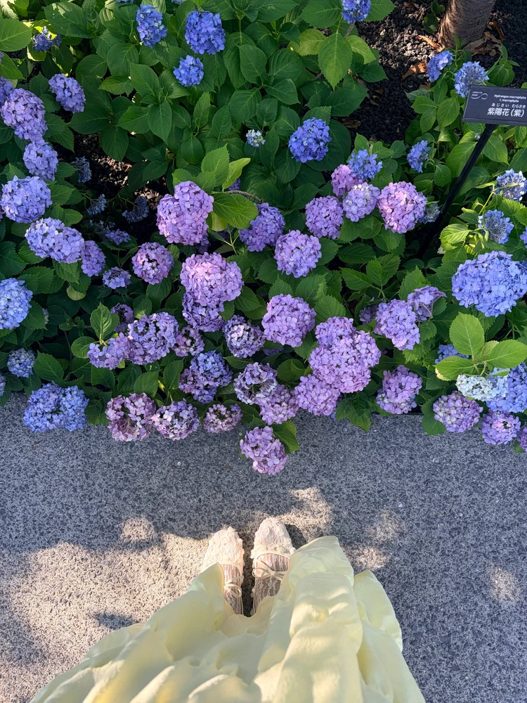 Image uploaded by Ening