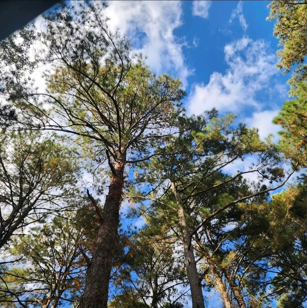 Reach for the sky