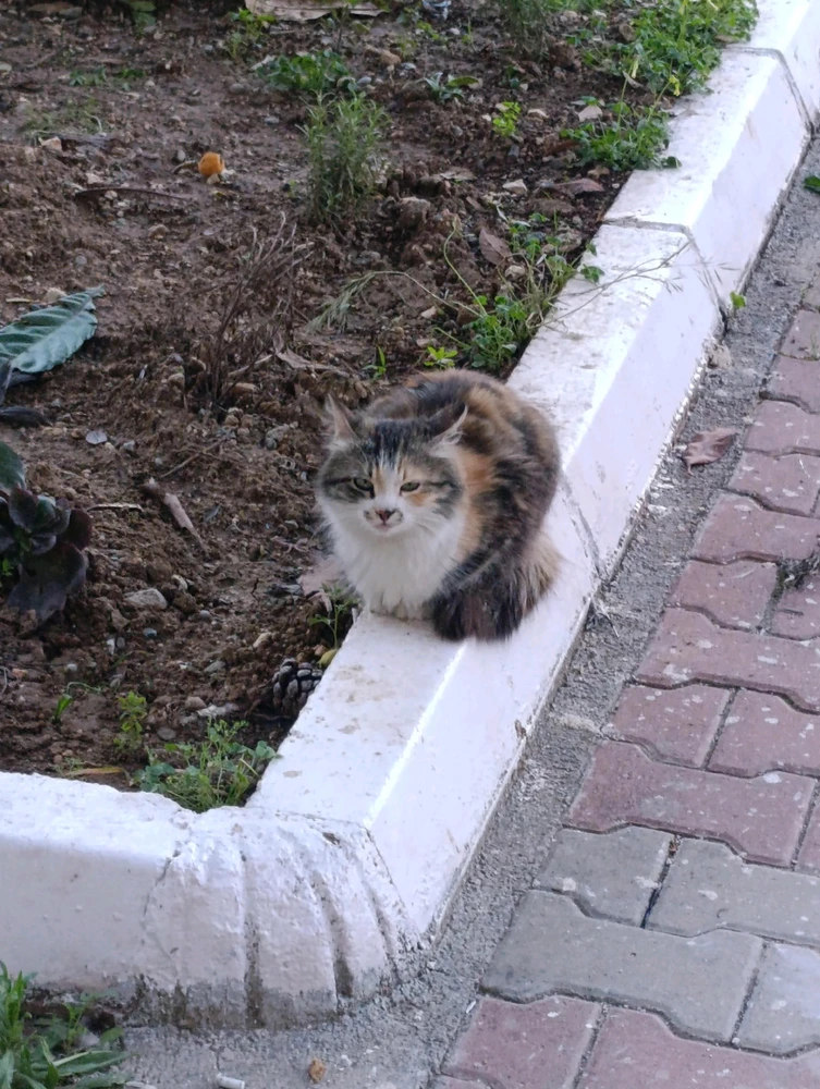 yahya tarafından yüklenen GIF
