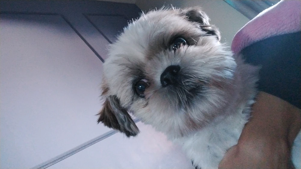 GIF enviado por Isabella