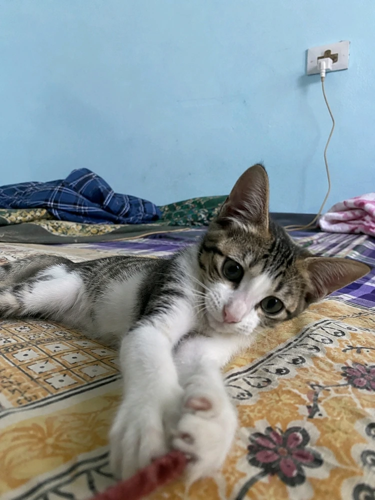 GIF uploaded by Rohit
