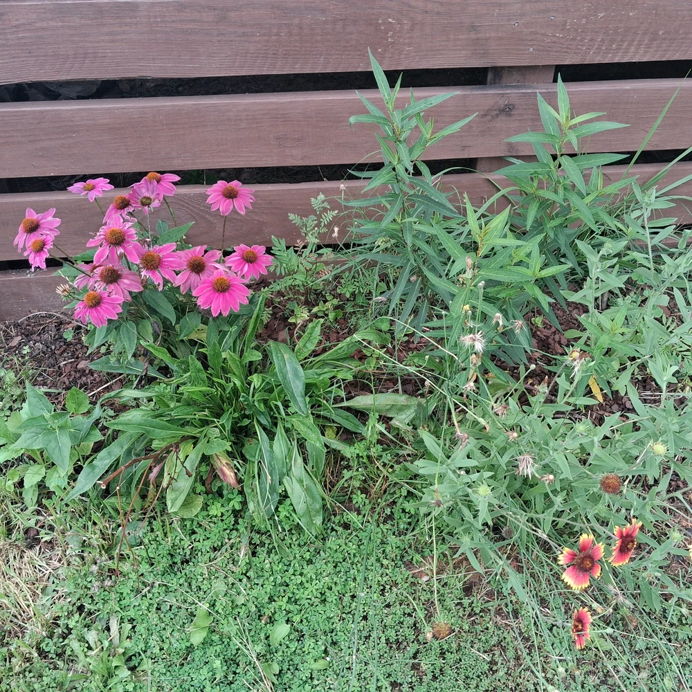 Image uploaded by Falin