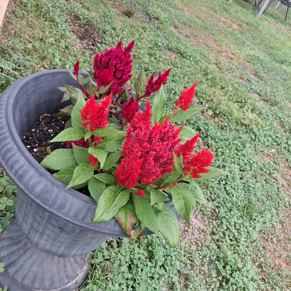 Image uploaded by Falin