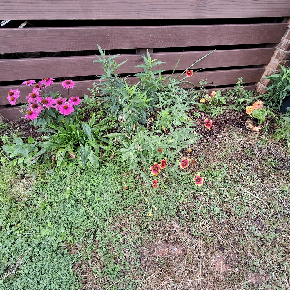 Image uploaded by Falin