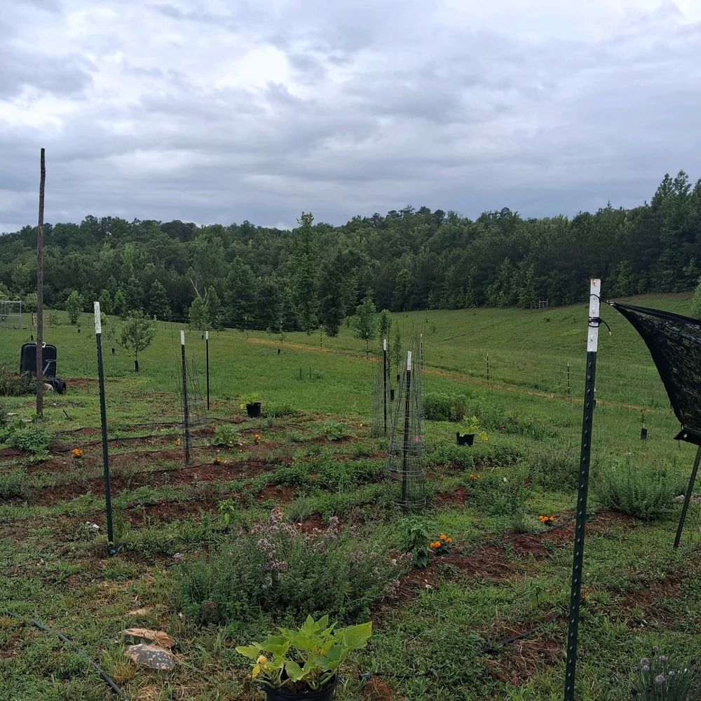 Image uploaded by Falin
