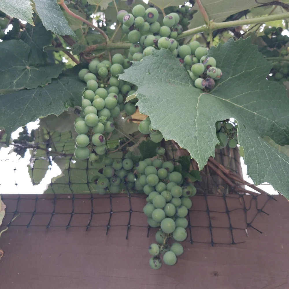 Image uploaded by Falin