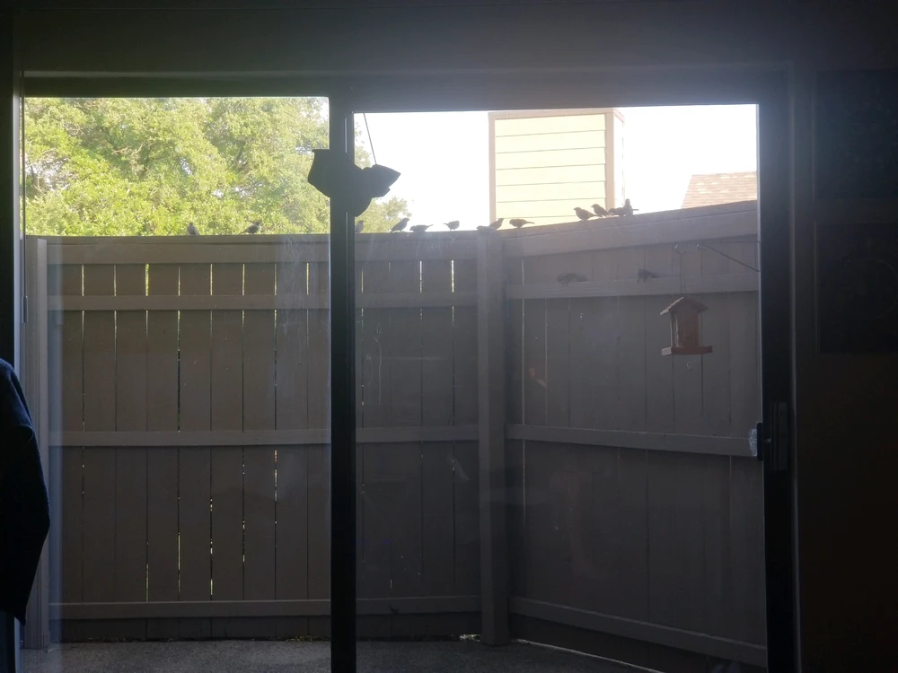 Image uploaded by Pork
