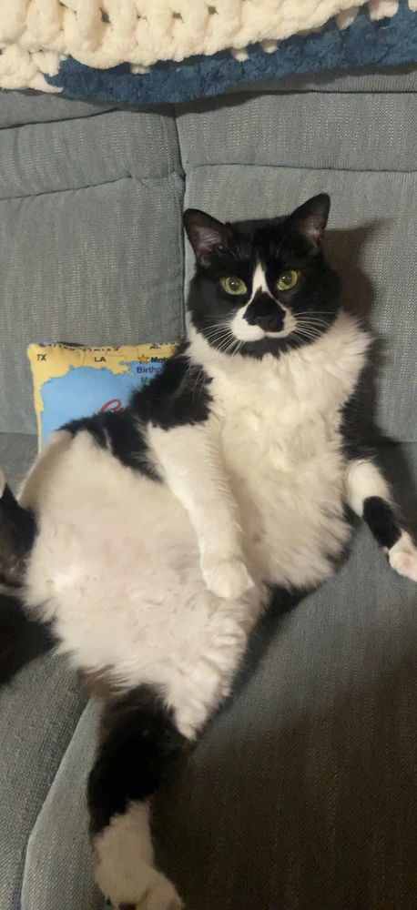 Image uploaded by Piper