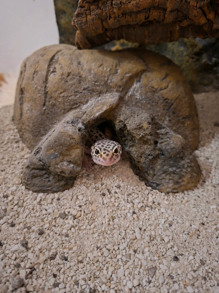 GIF hochgeladen von Lulu