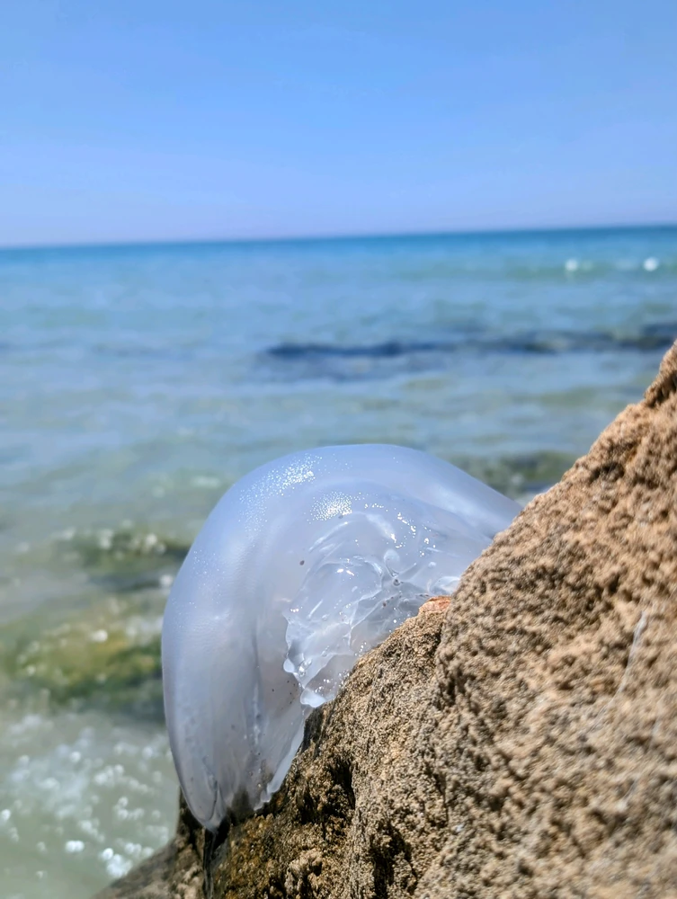 GIF uploaded by Aviv