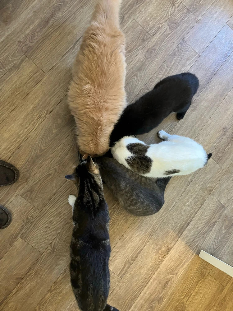 GIF uploaded by Dominick