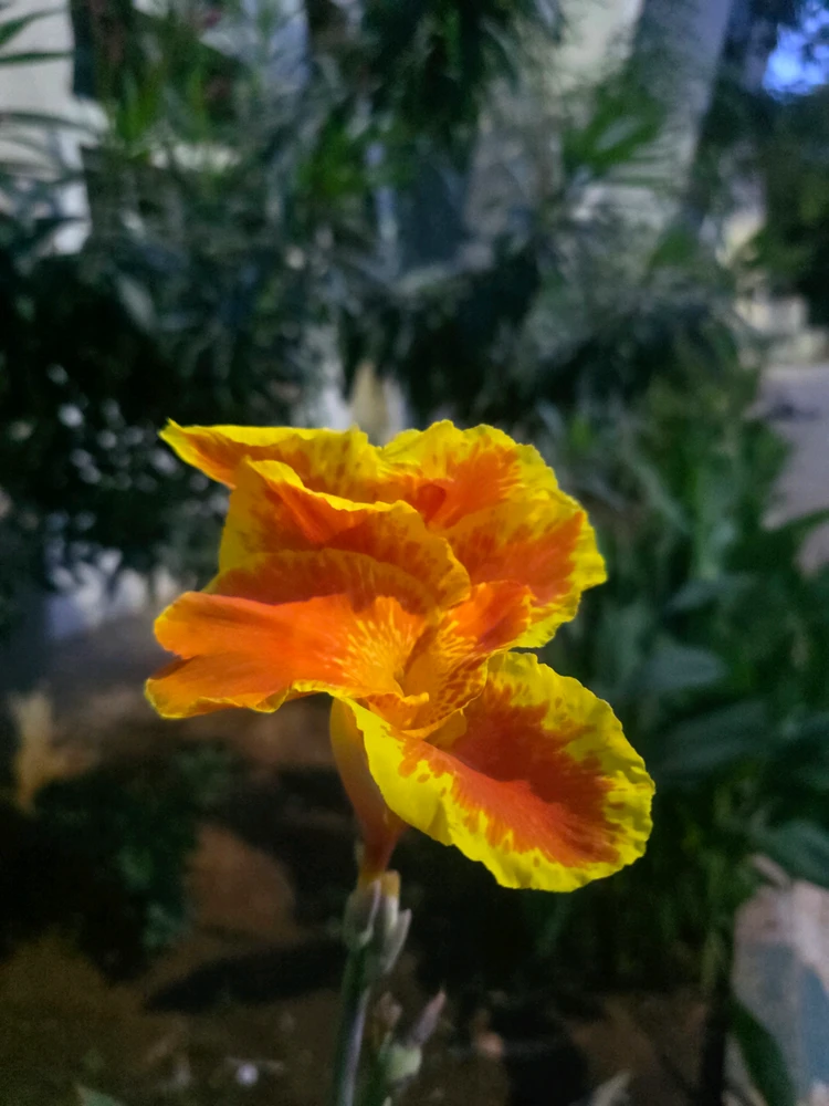 GIF gi-upload ni ANIKET