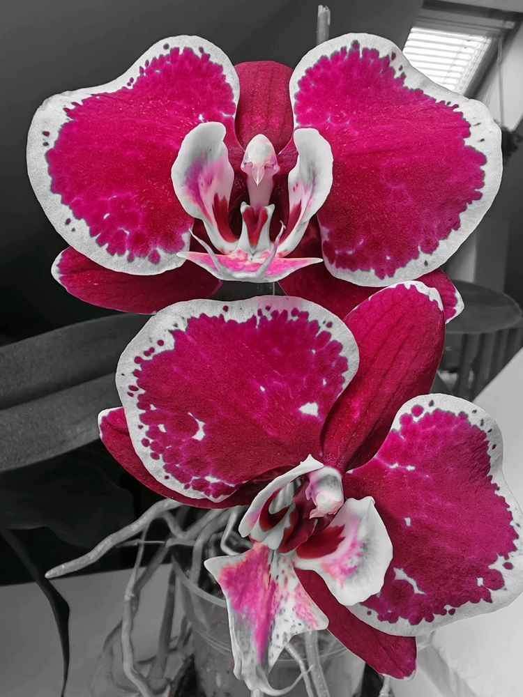 GIF uploaded by 𝓟𝓮𝓽𝓮𝓻