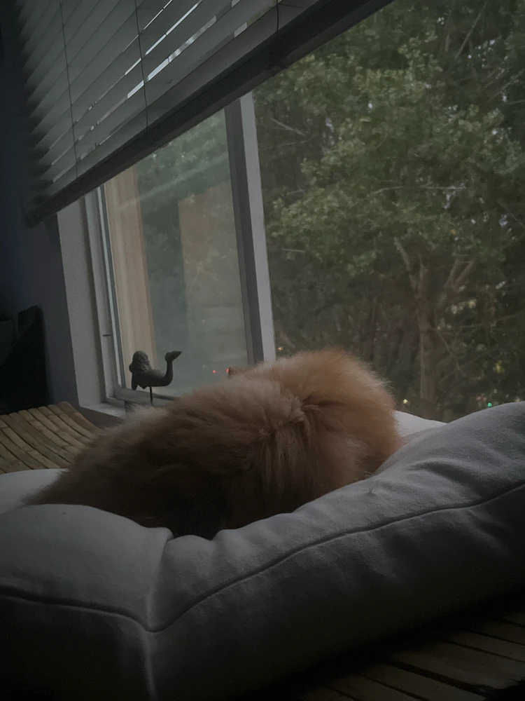 GIF uploaded by Jamon
