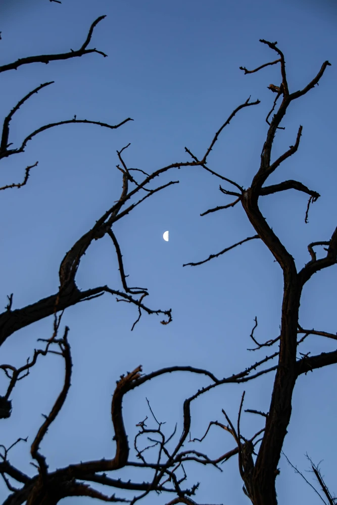 Image uploaded by Viktor Radev