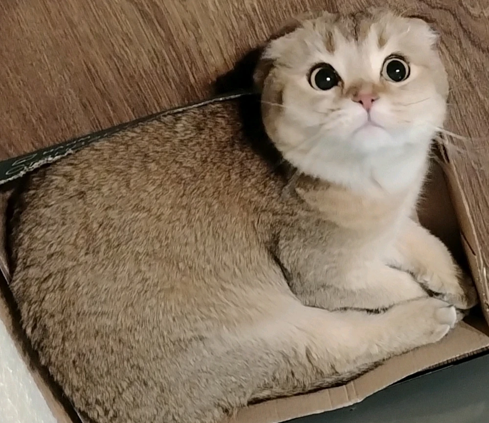GIF загрузил Elena