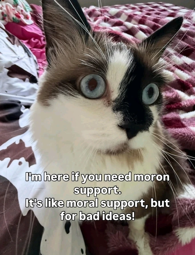 GIF uploaded by Gorgona