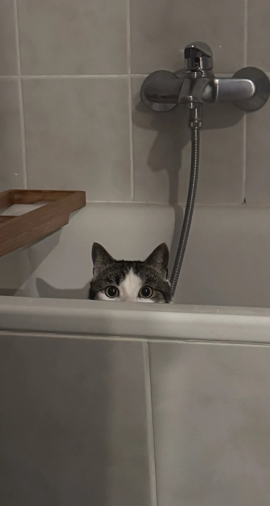 GIF hochgeladen von Meghann