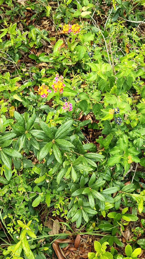 Wildflowers and berries