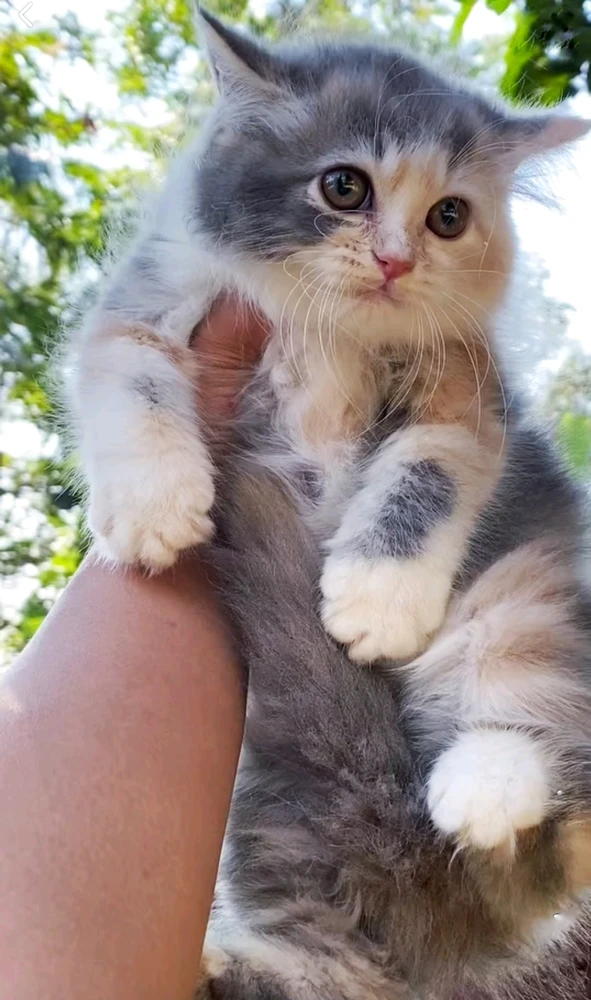 GIF uploaded by Firmandanu