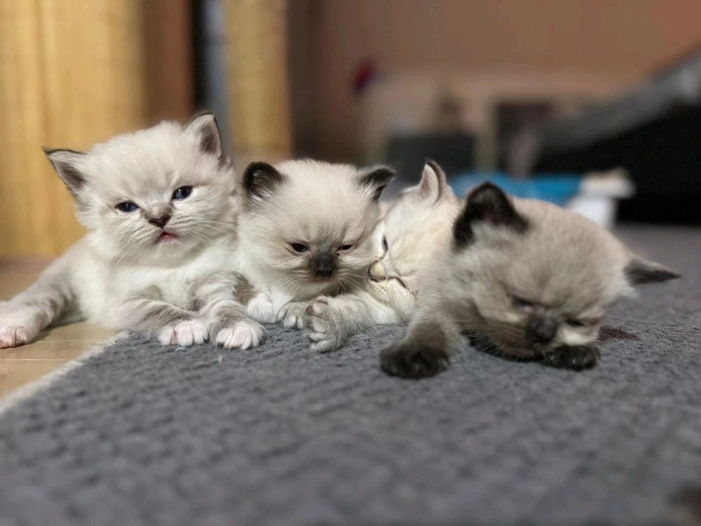 GIF uploaded by Bedirhan