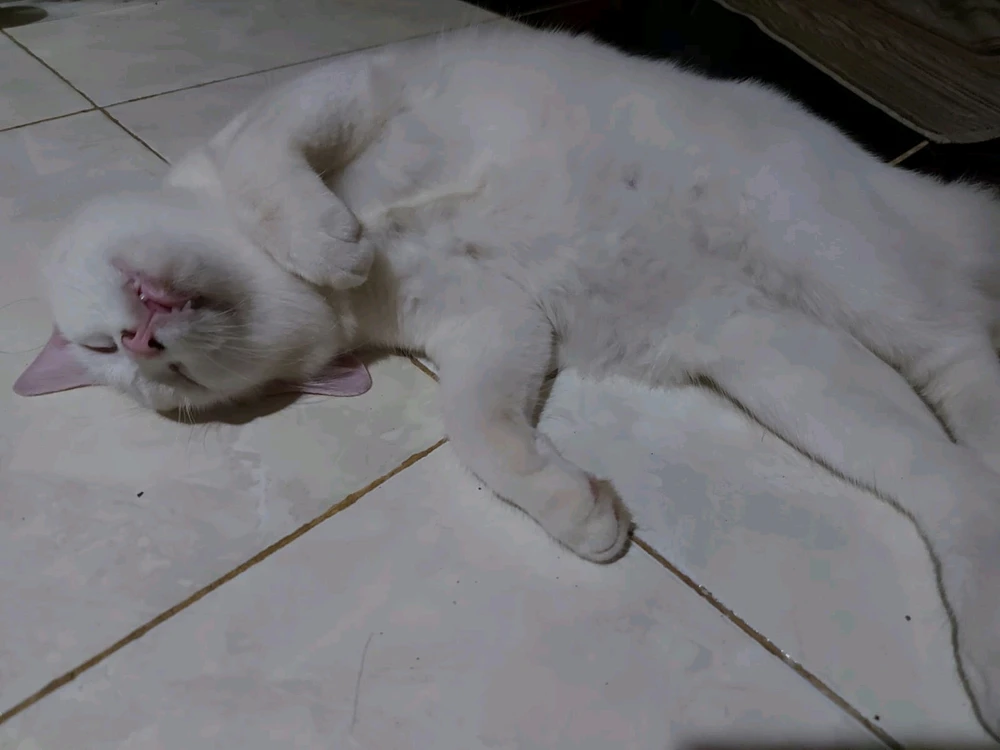 GIF uploaded by S