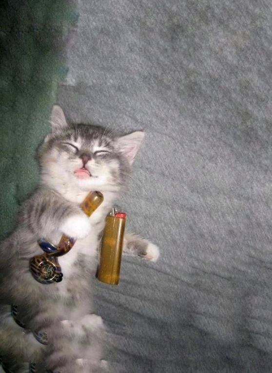 Real footage of me ๐