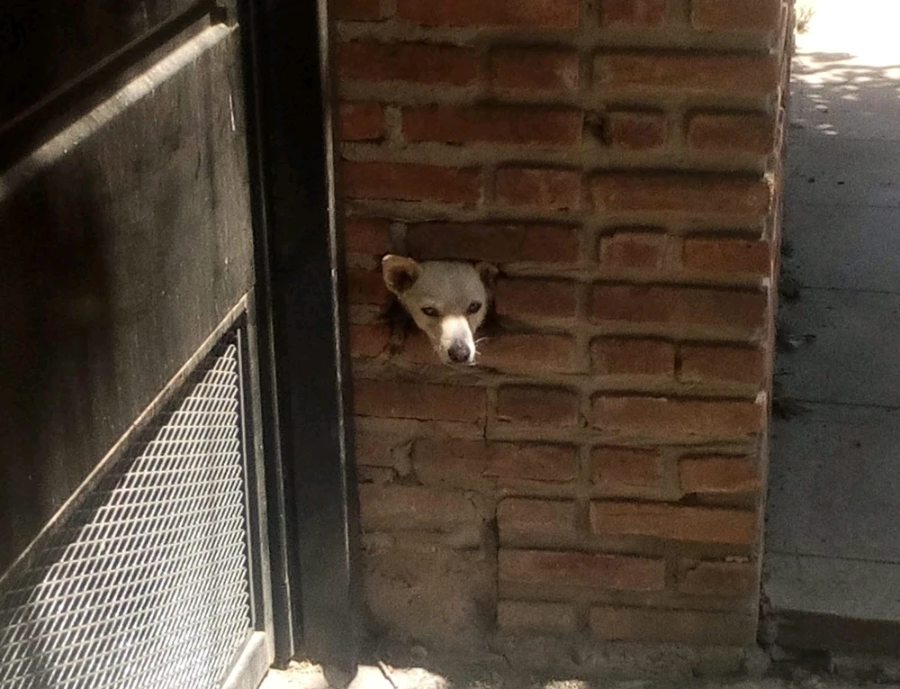 Foto de un muro donde hay un perro que saca la cabeza x un hueco donde faltaba un ladrillo.