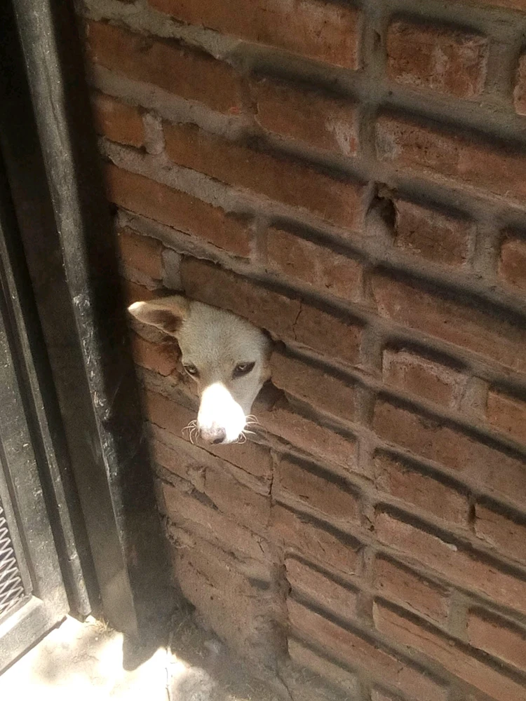 Una segunda foto del perro chismoso, porque no creía por dónde cabía su cabeza. 🤣
