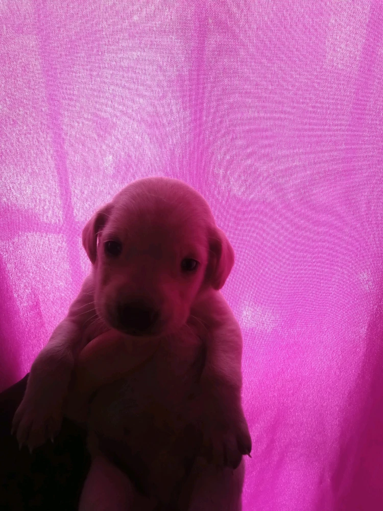 Mí perrito llamado Chancho, cuando era cachorro se parecía al perrito del meme " te quiero mucho " 🤣
