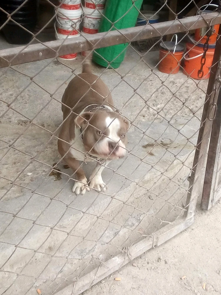 Un perro con cara graciosa. Si expresión parece decir: -ya no me regañes, prometo que me voy a portar bien. 🤣