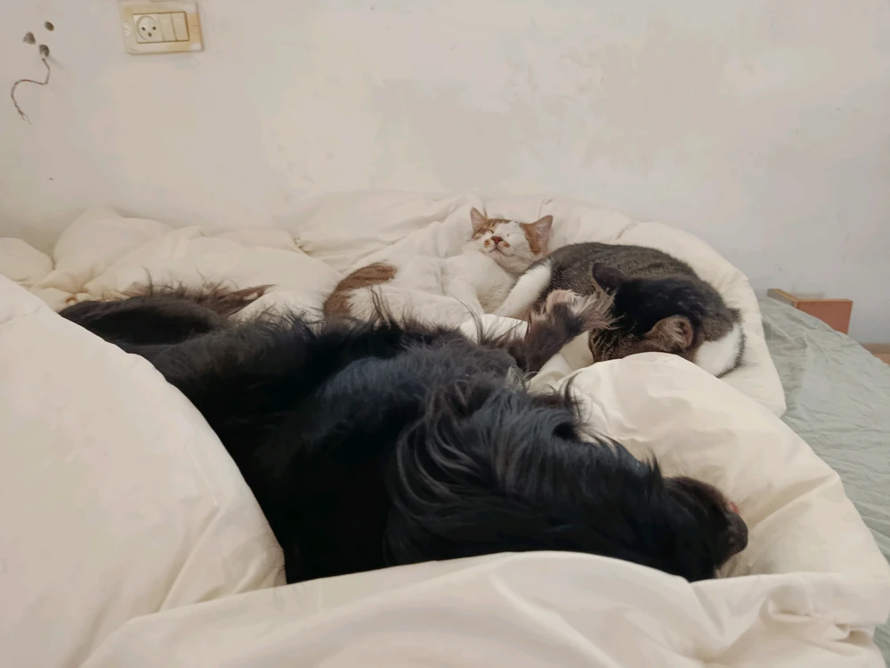 GIF uploaded by Aner Cohen