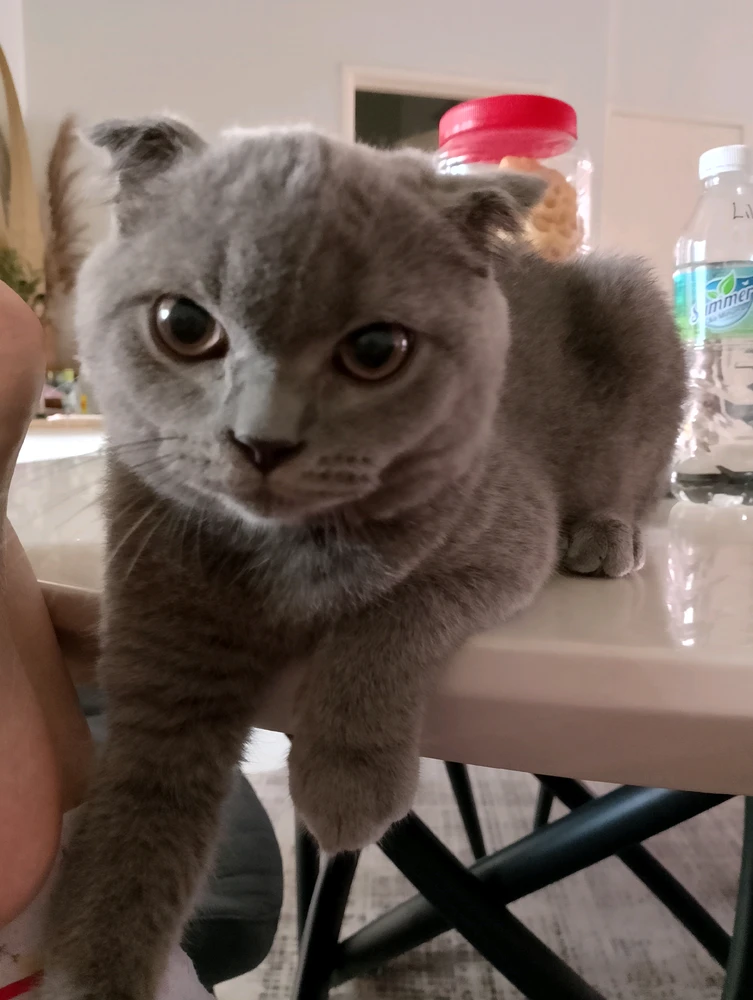 GIF eropgeluede vum Samantha