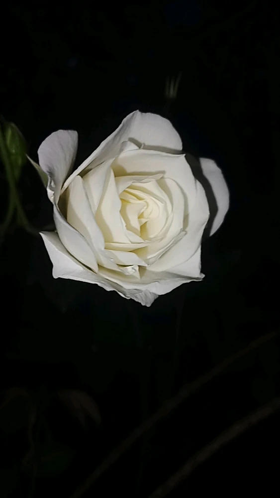 Nuotrauką įkėlė Mike
