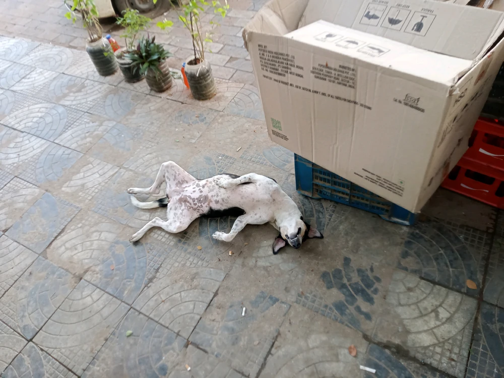 Image uploaded by Bishmay Mohanty