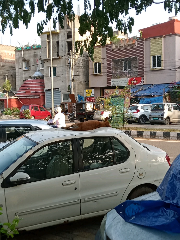 Image uploaded by Bishmay Mohanty