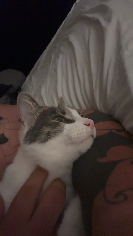 GIF hochgeladen von Löschi