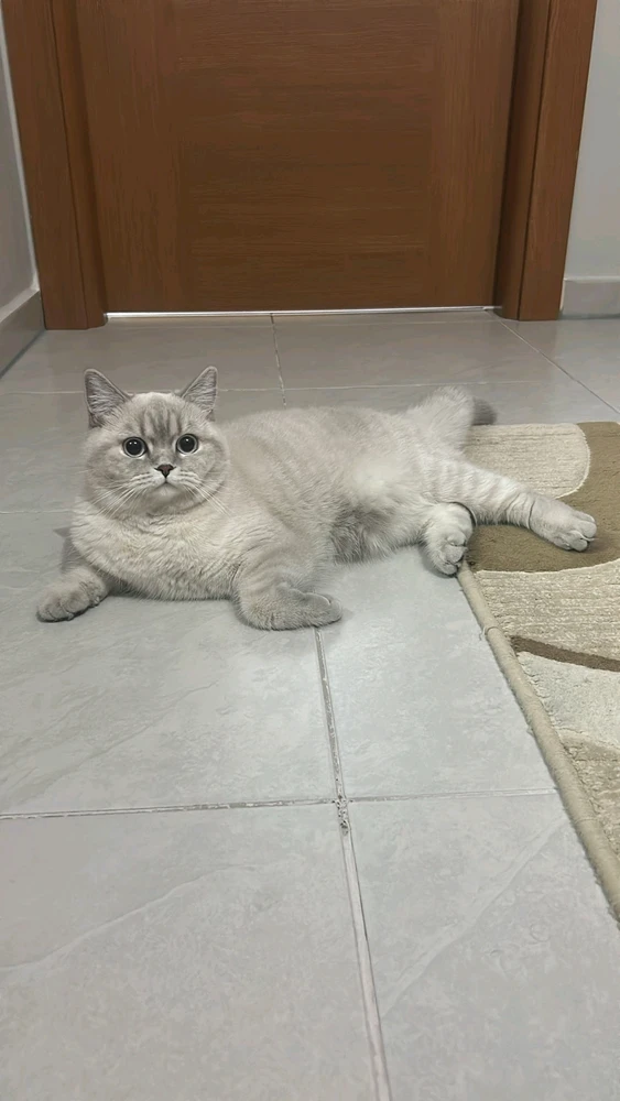 Eros tarafından yüklenen GIF