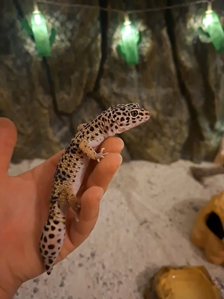 GIF hochgeladen von Lulu