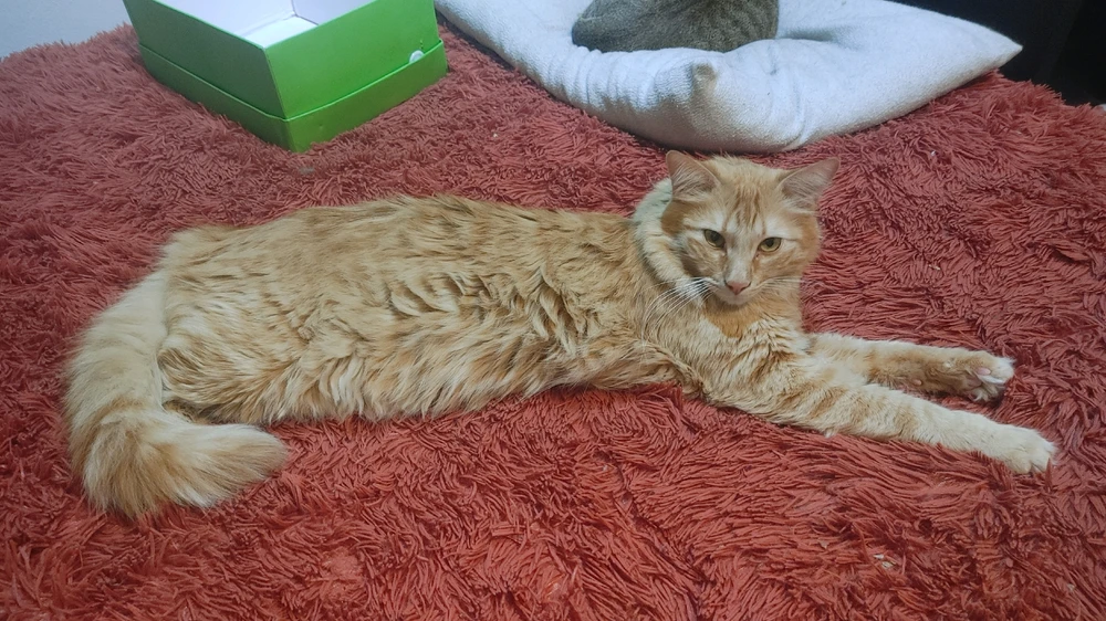 GIF uploaded by ❤ Sophia aka Mango Mami ❤️
