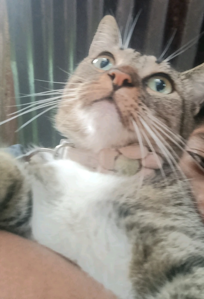 GIF subido por Josué