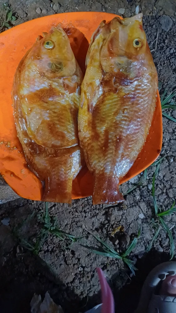 Gambar diunggah oleh Burung Hantu
