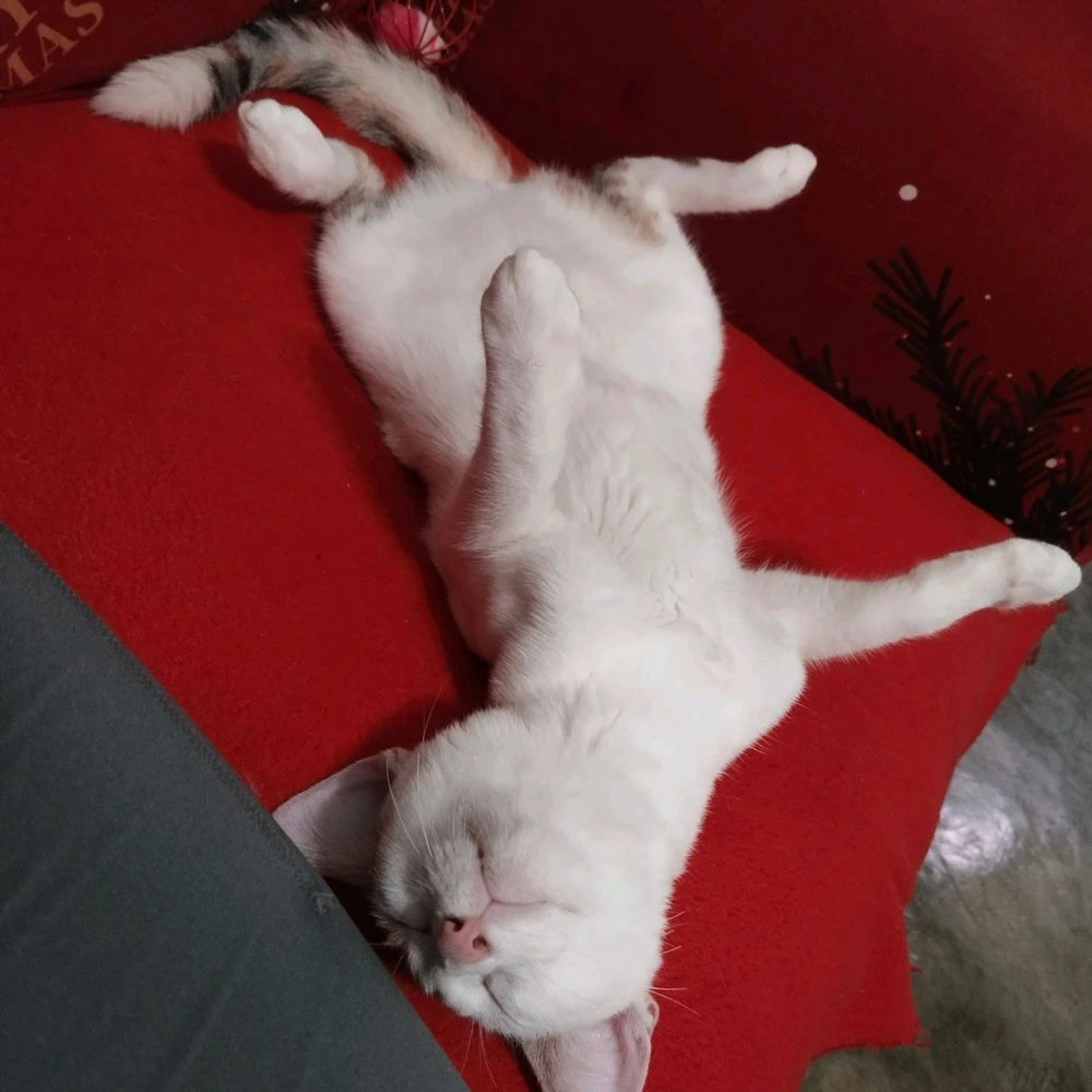 GIF subido por Darkina Trigos