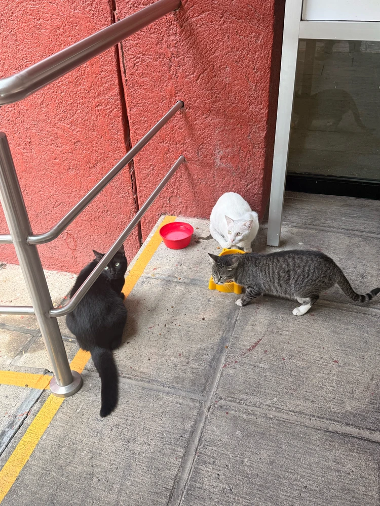 GIF subido por Fernando