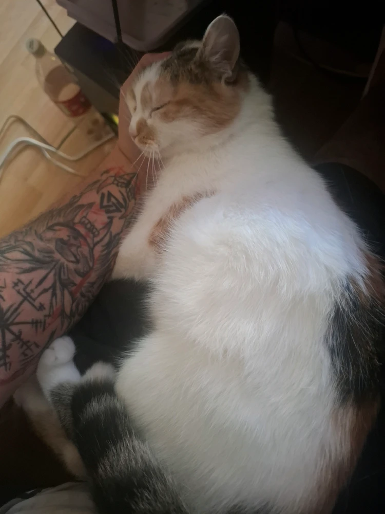 GIF uploadet af Tomi