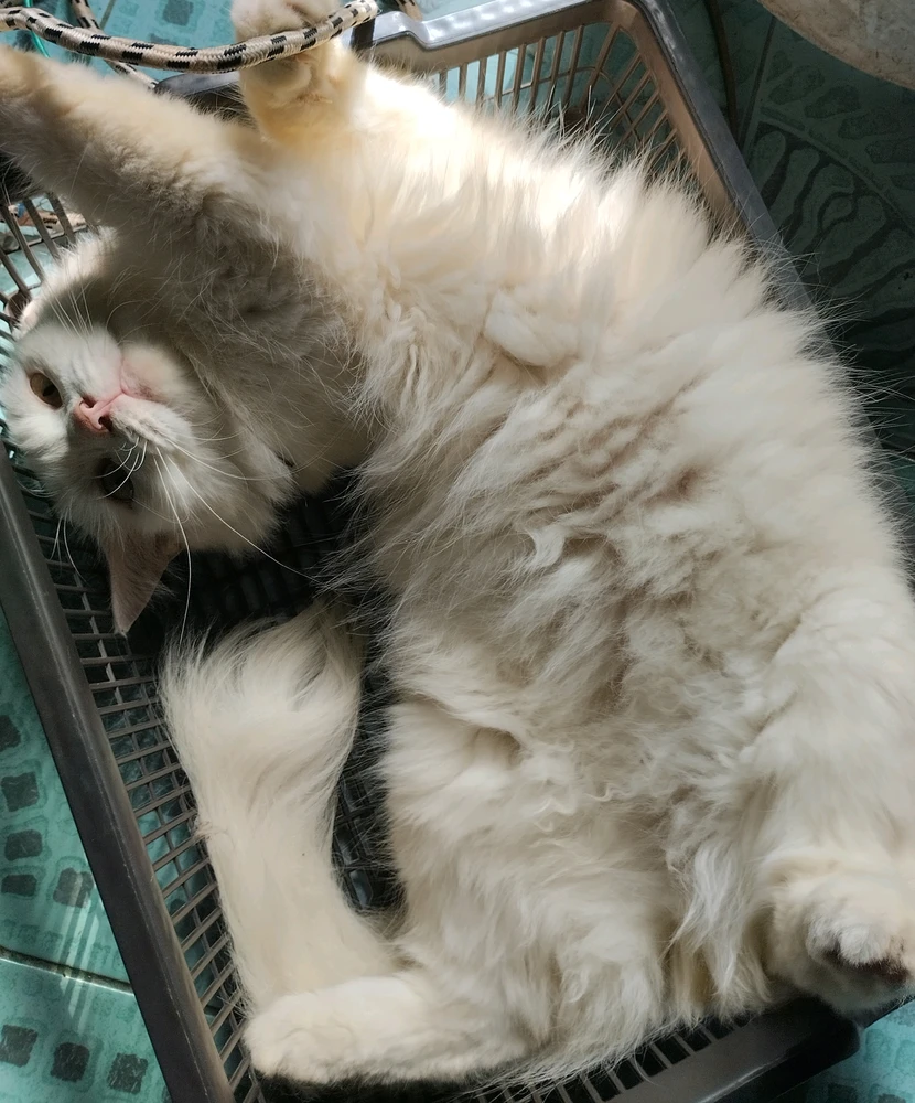 GIF diunggah oleh Olif