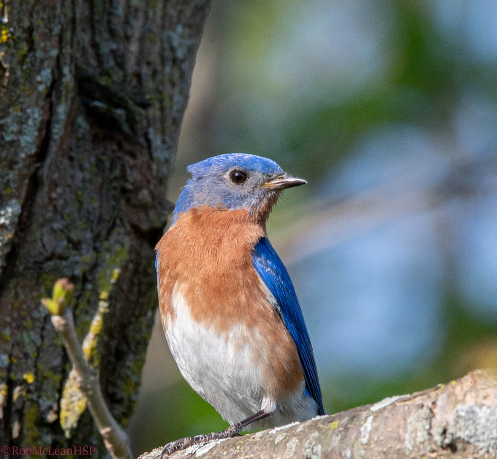 Bluebird 💙