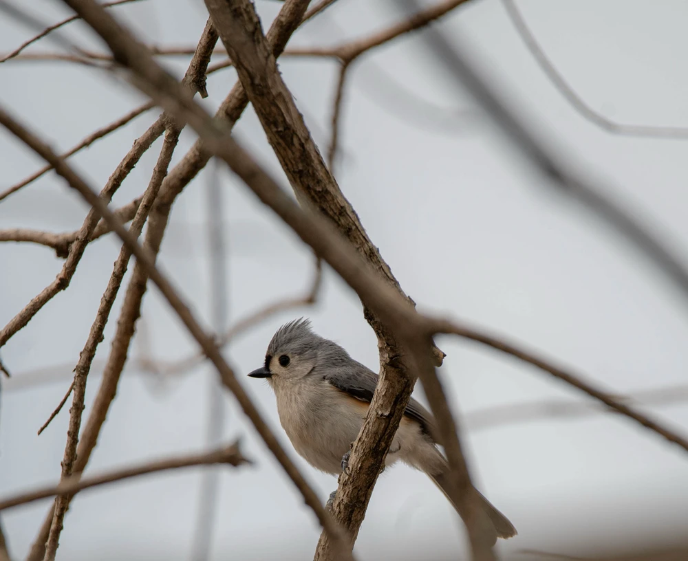 Tufted Titmouse!